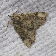 Tamba conscripta