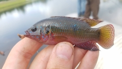 Rubricatochromis