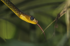 Chironius multiventris