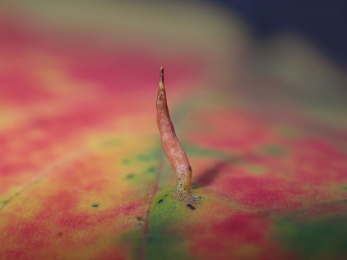 Maple Spindle Gall Mite