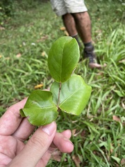 Psidium amplexicaule