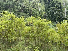 Miconia prasina