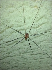 Phalangium opilio