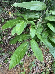 Ocotea leucoxylon