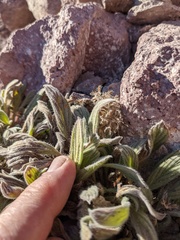 Phacelia hastata compacta