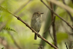 Hemitriccus spodiops