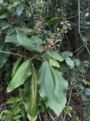 Miconia serrulata
