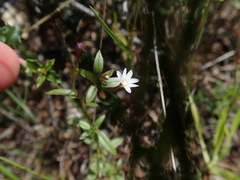 Epilobium minutum