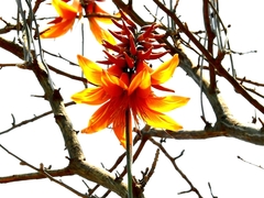 Erythrina oliviae