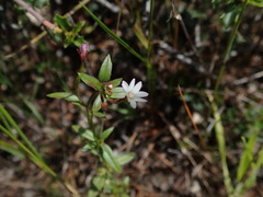 Epilobium minutum