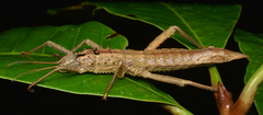 Canachus