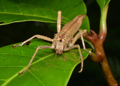 Canachus