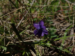 Viola adunca adunca