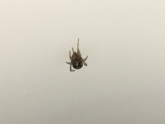 Steatoda