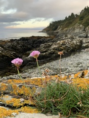 Armeria maritima maritima
