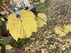 Vitis