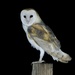 North American Barn Owl - Photo (c) Madeleine Claire, some rights reserved (CC BY), uploaded by Madeleine Claire