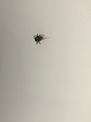 Steatoda
