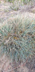 Lomandra collina