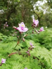 Tripogandra amplexicaulis
