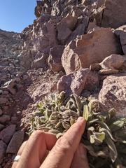 Phacelia hastata compacta