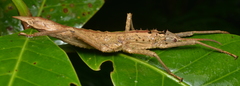 Canachus