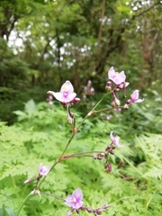 Tripogandra amplexicaulis