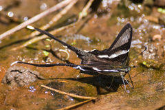 Lamproptera curius