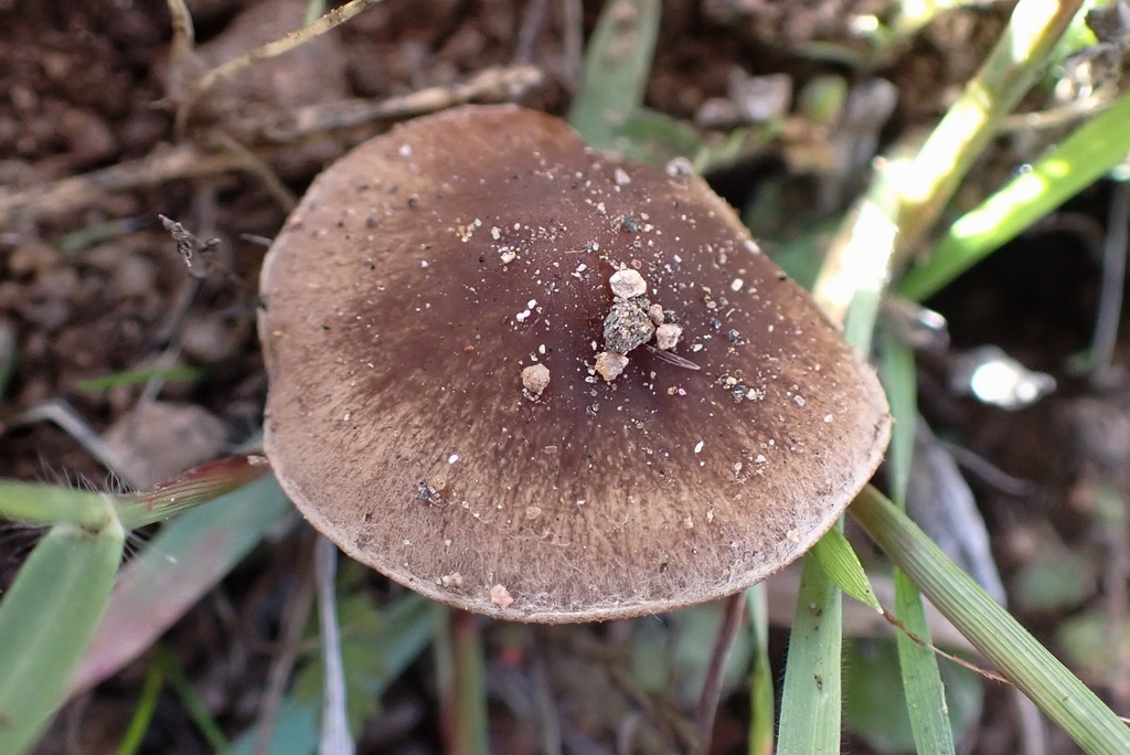 Psathyrella griseopallida