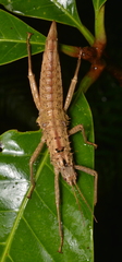 Canachus