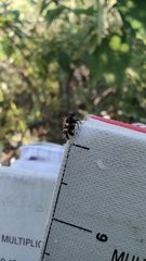 Pachyntheisa concinna