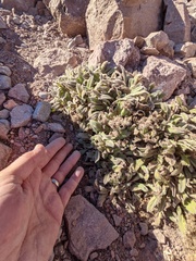 Phacelia hastata compacta