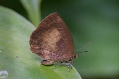 Arhopala perimuta