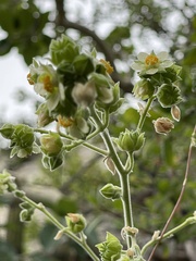 Abutilon xanti