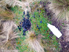 Alchemilla orbiculata