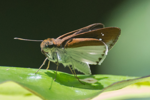 Iton semamora (Moore, 1865)