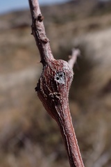 Tanaostigmodes howardii