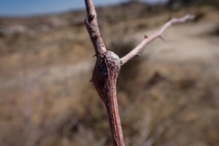 Tanaostigmodes howardii