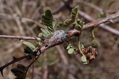 Tanaostigmodes howardii