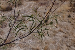 Chilopsis linearis linearis