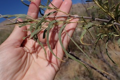Chilopsis linearis linearis