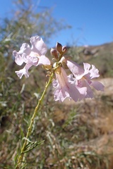Chilopsis linearis linearis