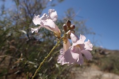 Chilopsis linearis linearis