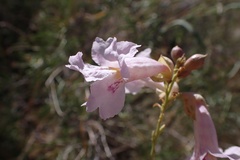 Chilopsis linearis linearis