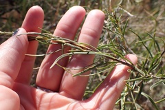 Chilopsis linearis linearis