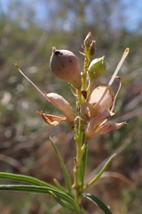 Chilopsis linearis linearis