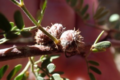 Tanaostigmodes howardii