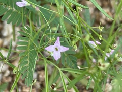 Stenotis asperuloides