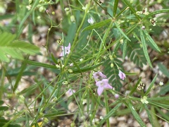 Stenotis asperuloides