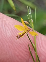 Cleome guianensis